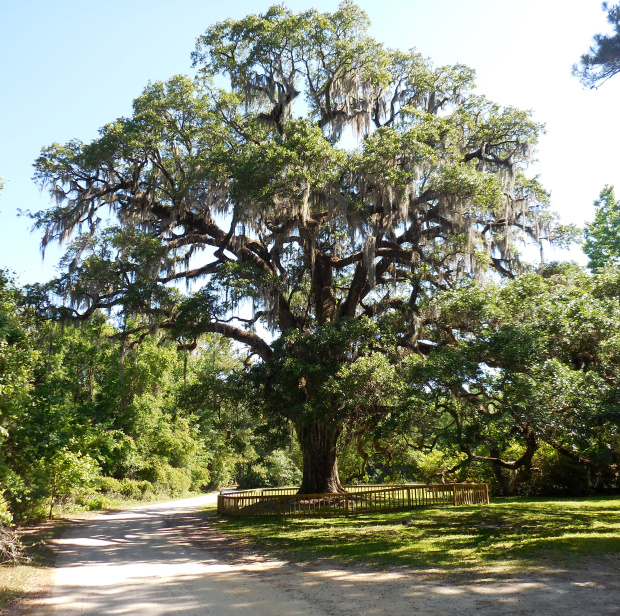 the-oak1